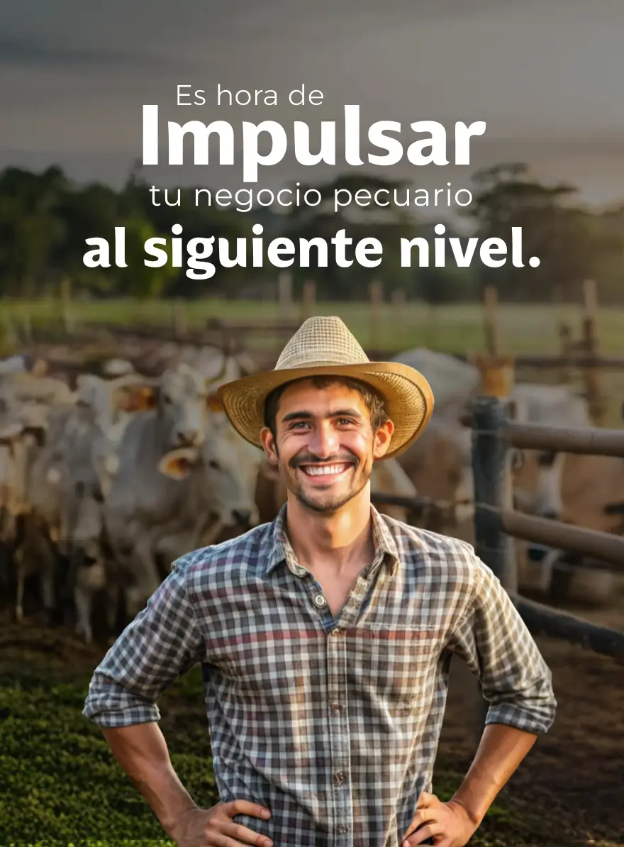 Descargables