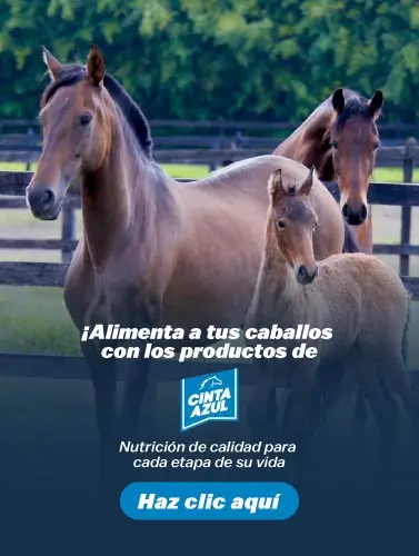 Cinta Azul