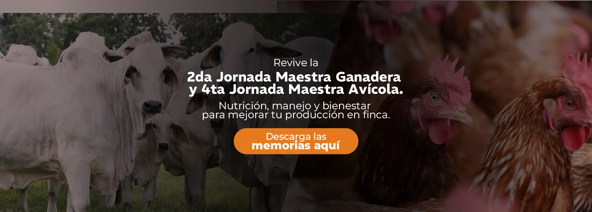 Jornada 
