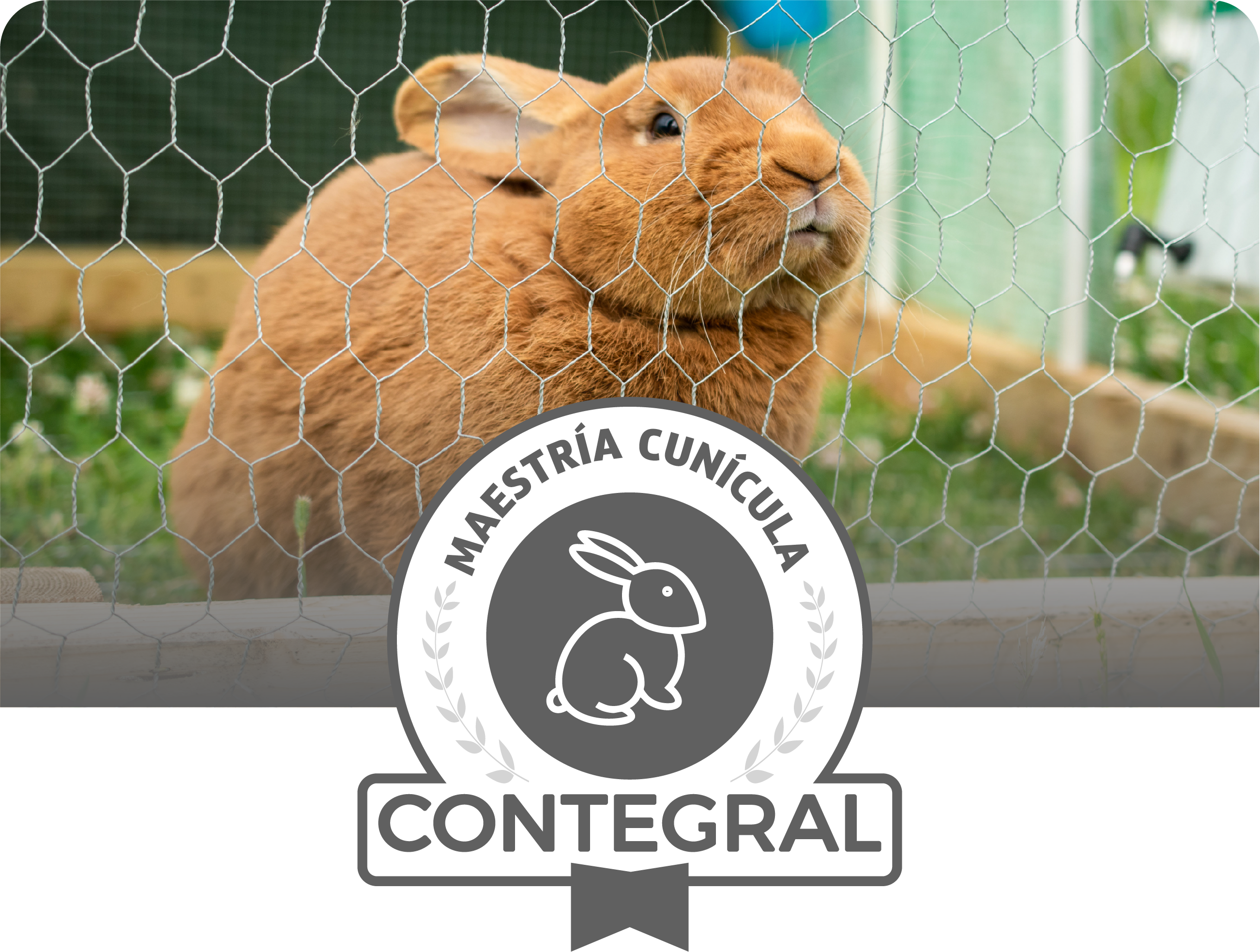 Conejo