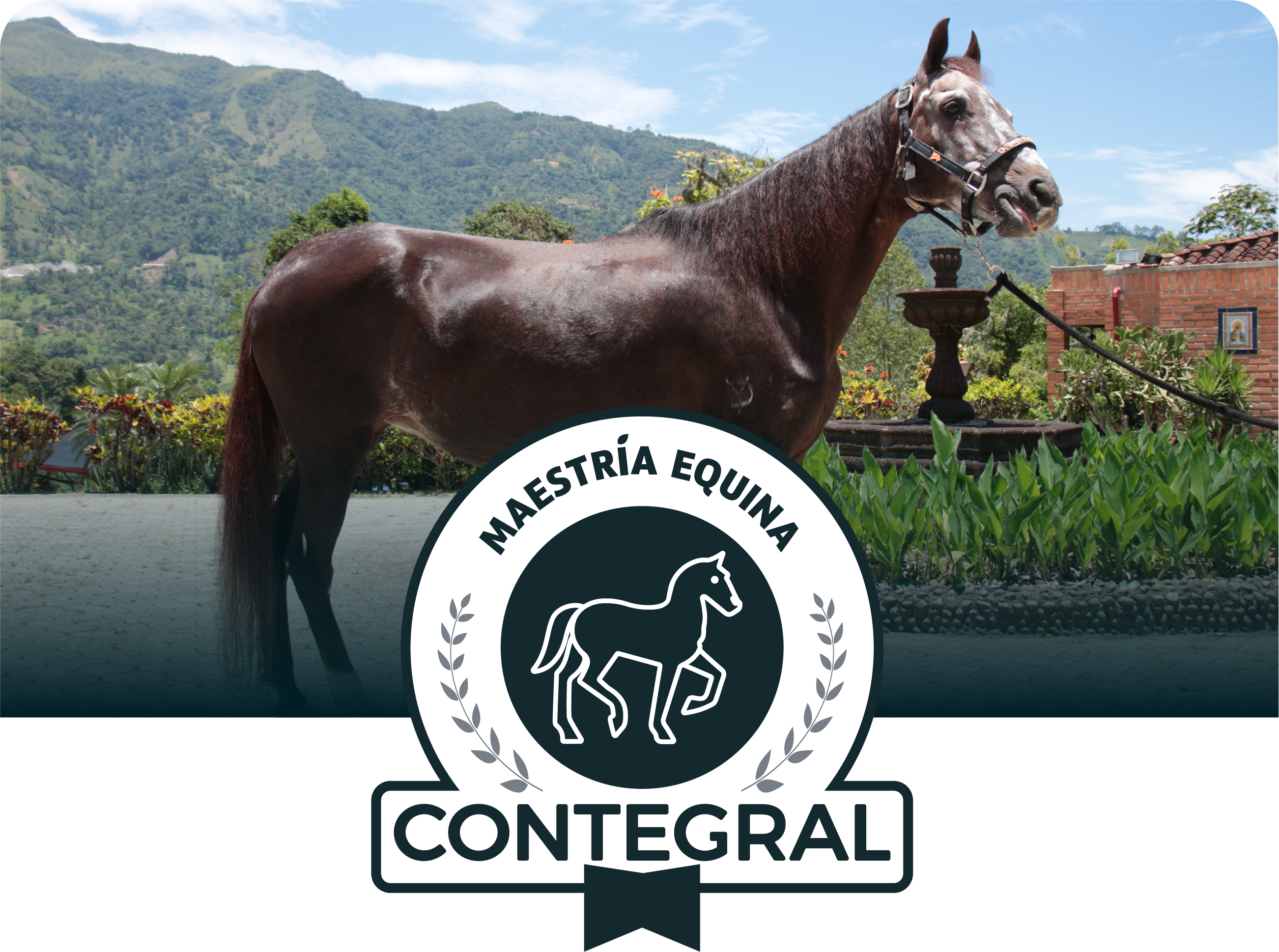 Equino