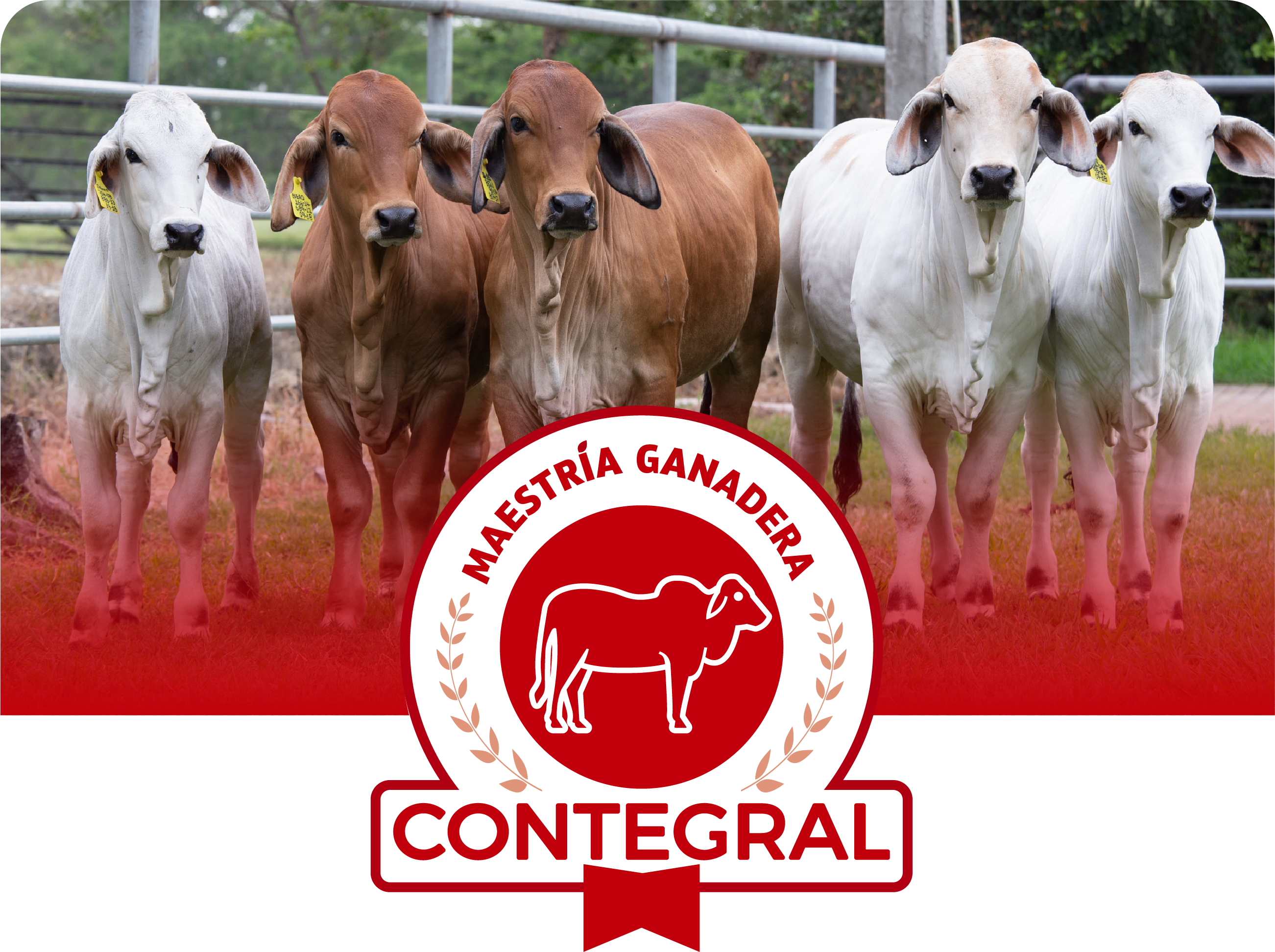 Ganadero
