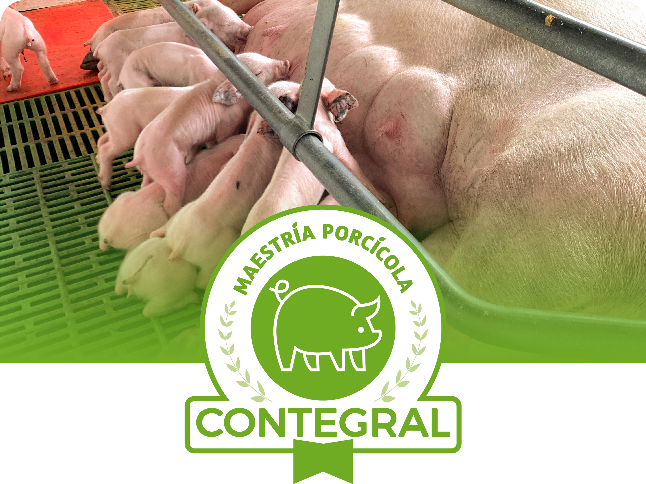 Porcicultura