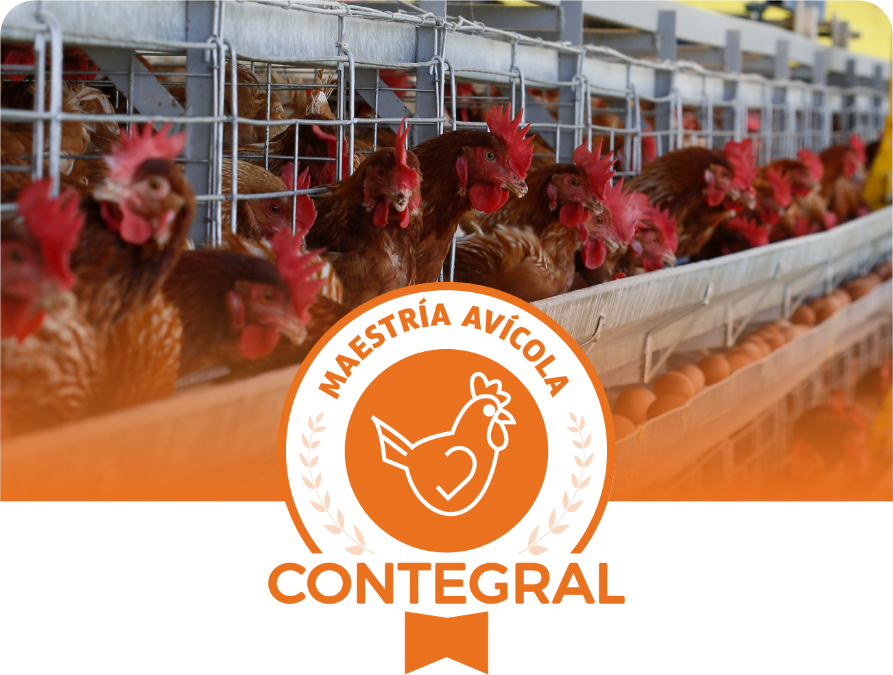 Avicultura