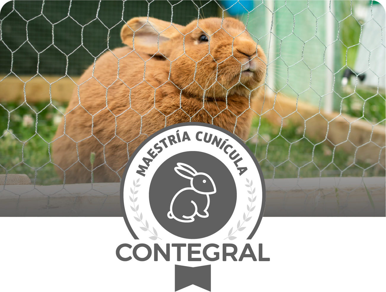 Conejo