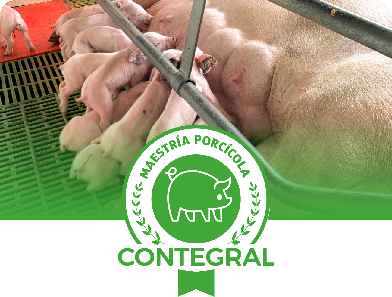 Porcicultura
