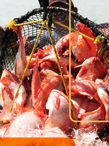 Alimento balanceado para tus peces