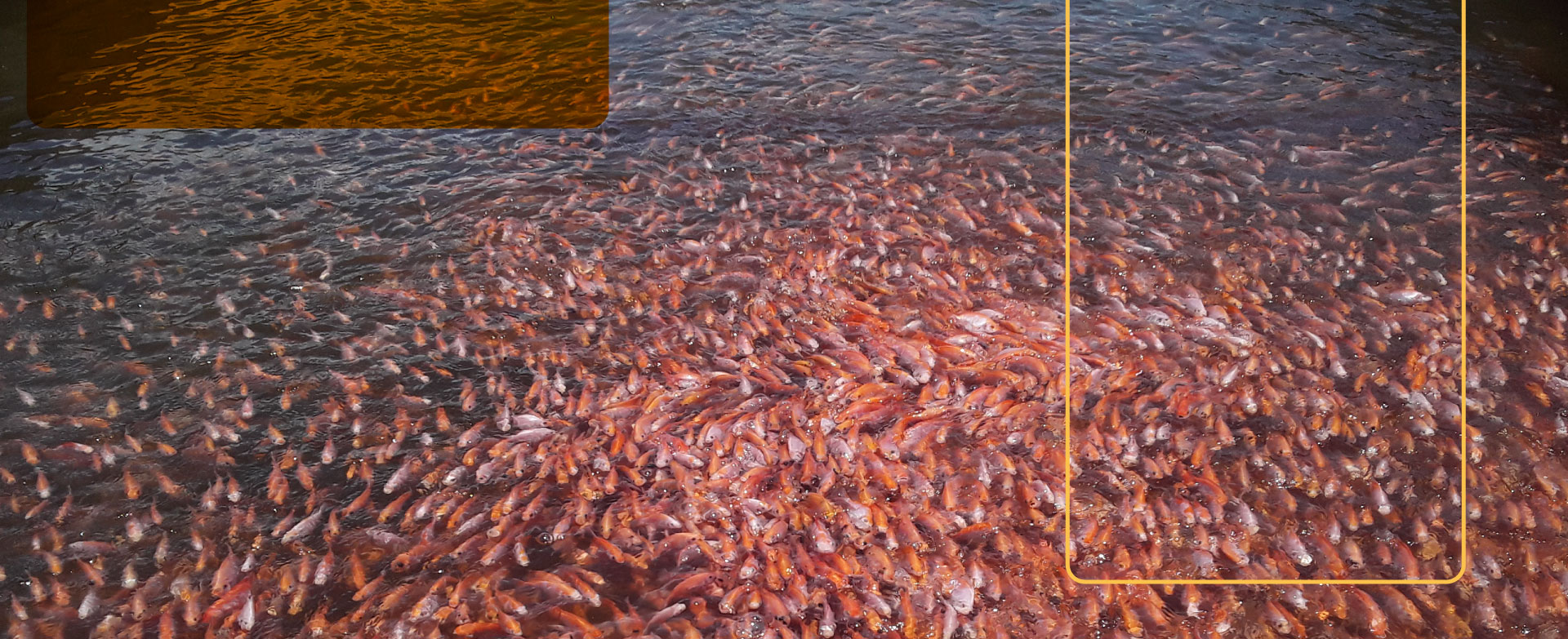Alimento balanceado para tus peces