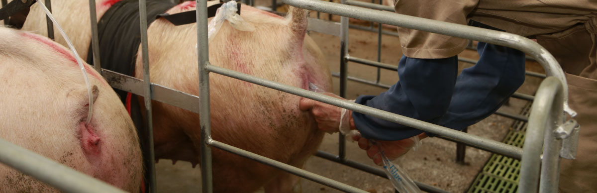 cerdas de inseminación 