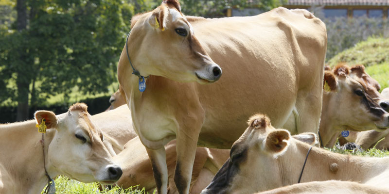 vaca jersey