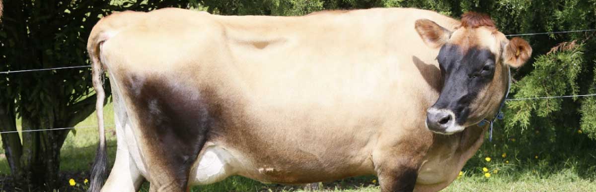 vaca jersey