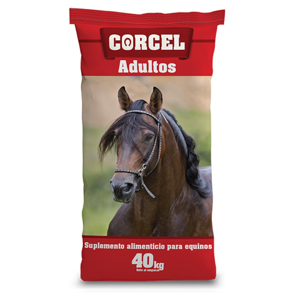 Corcel Adultos