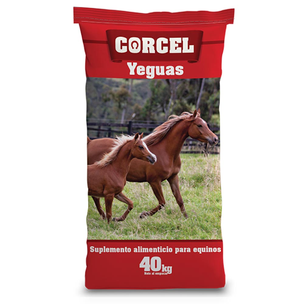 Cinta Azul Corcel Yeguas
