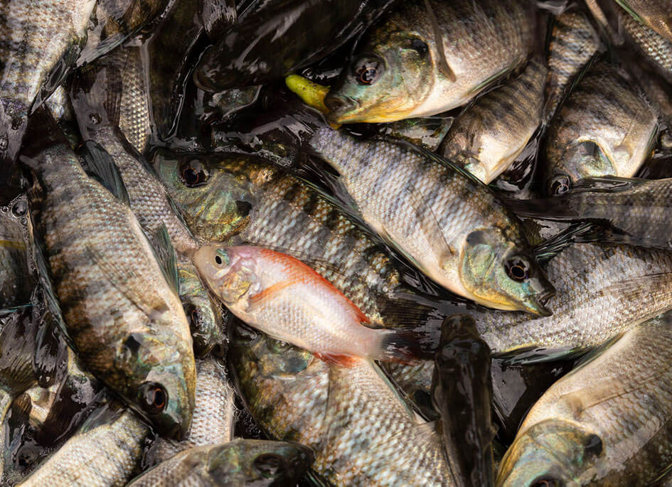 BAP (Best Aquaculture Practices)
