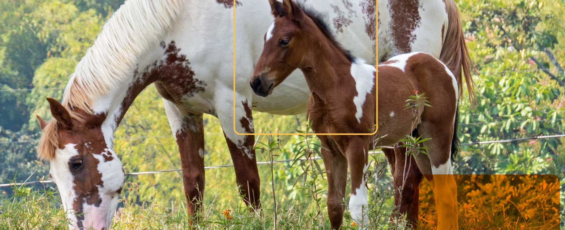 Equinos