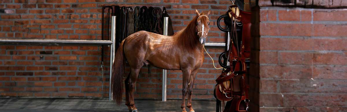 Cuidados básicos para el bienestar de los caballos