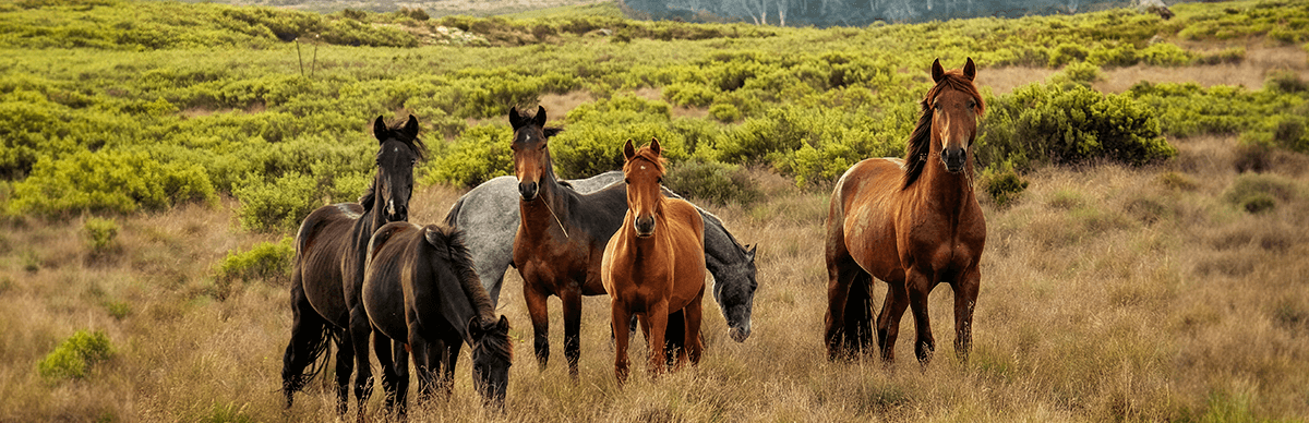 Diferentes tipos de razas de caballos