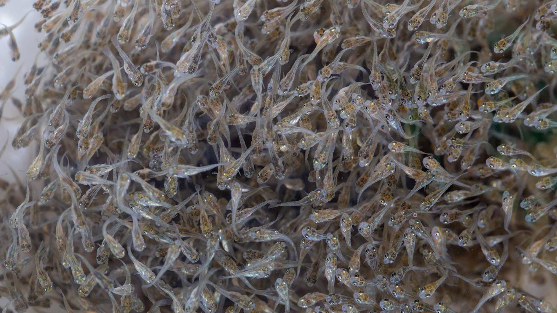 Alimenta tus peces con Contegral