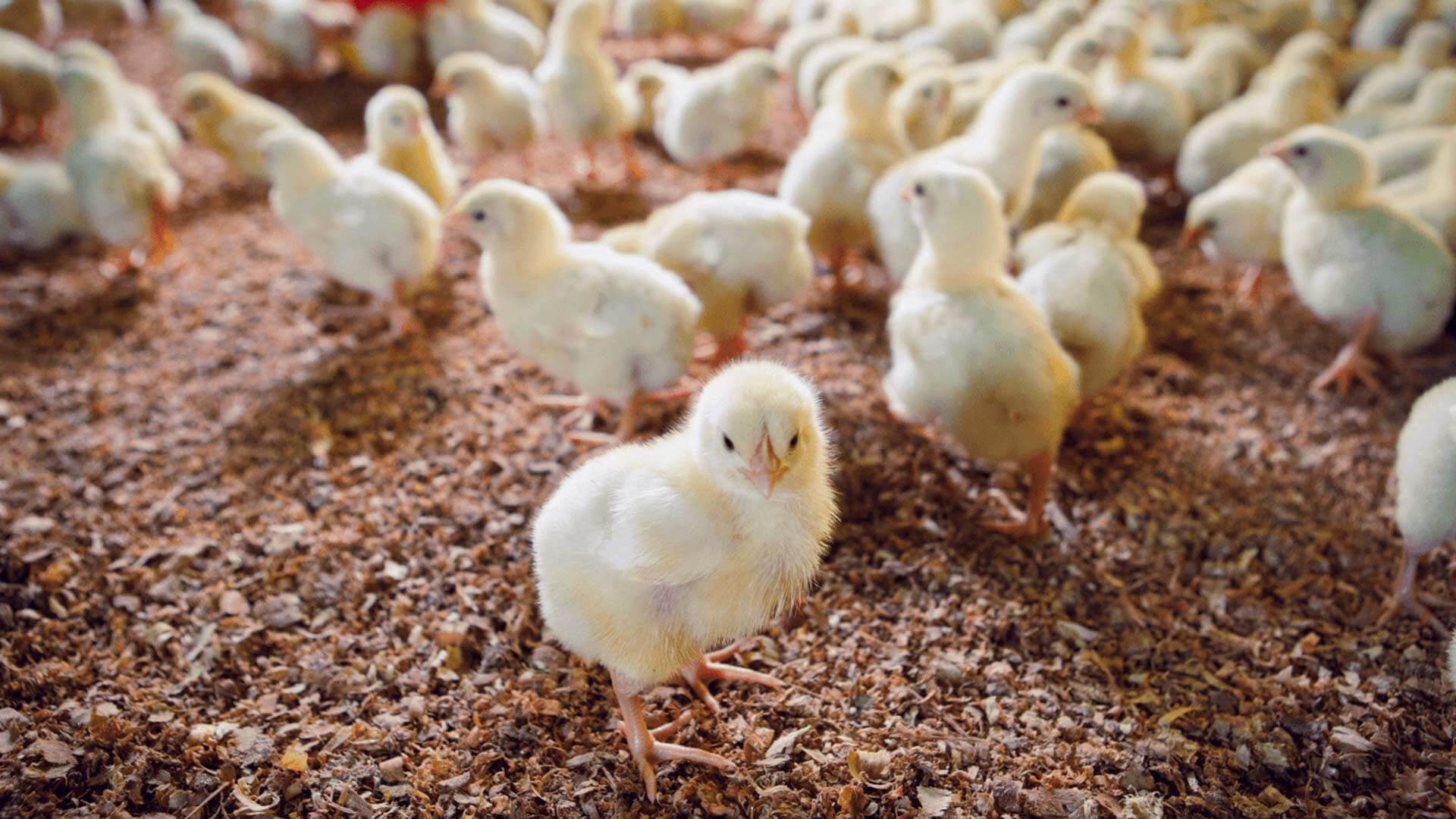 Alimenta tus pollos con Contegral