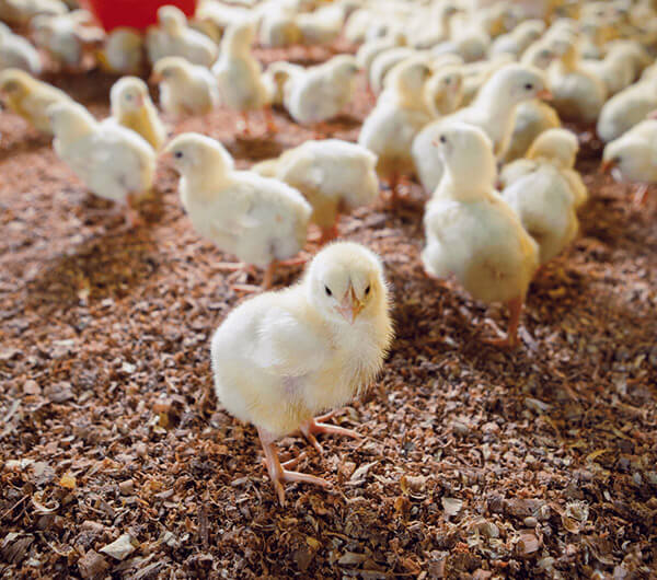 Alimenta tus pollos con Contegral