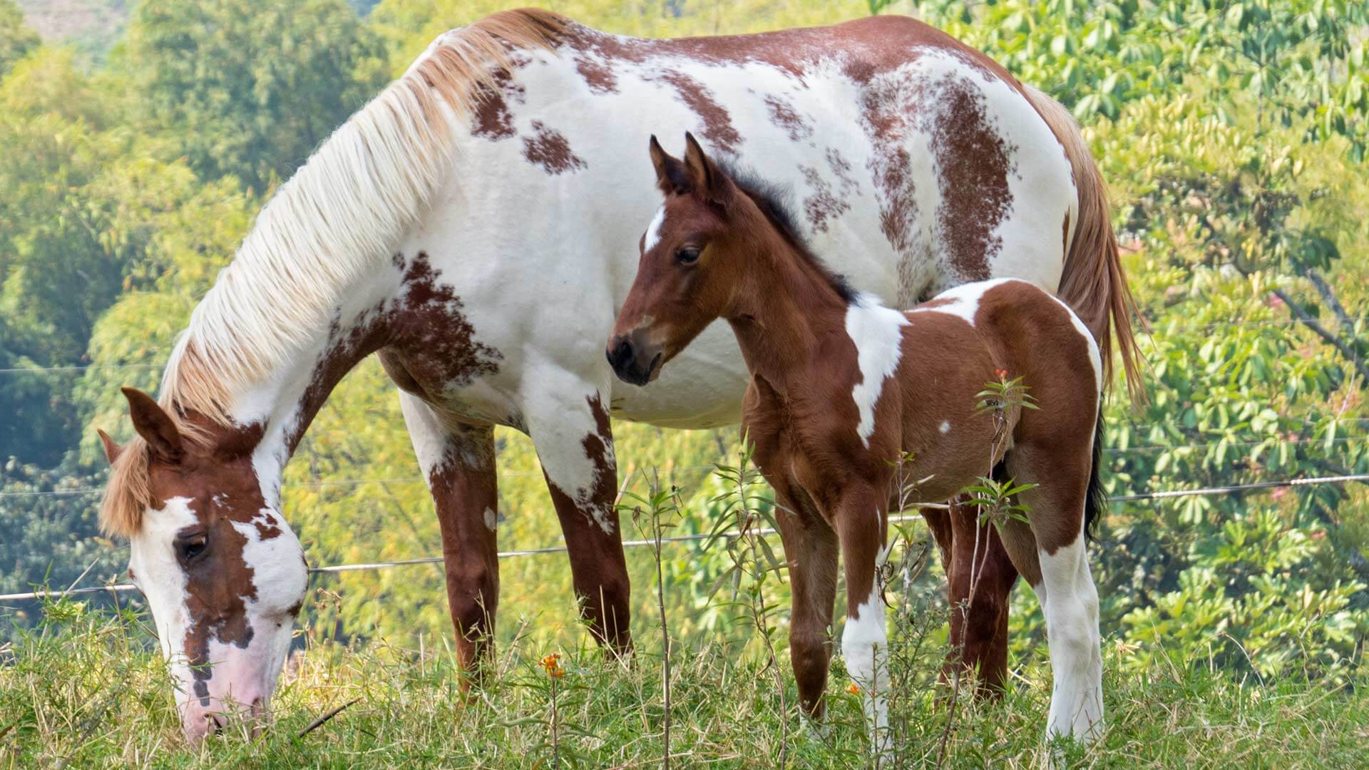 Alimenta tus caballos con Contegral