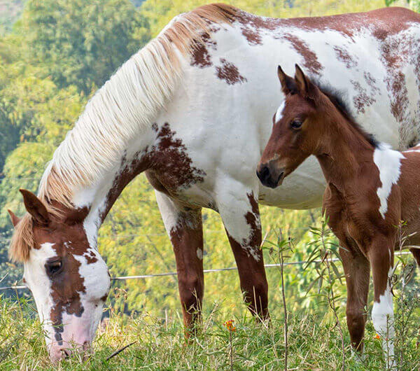 Alimenta tus caballos con Contegral