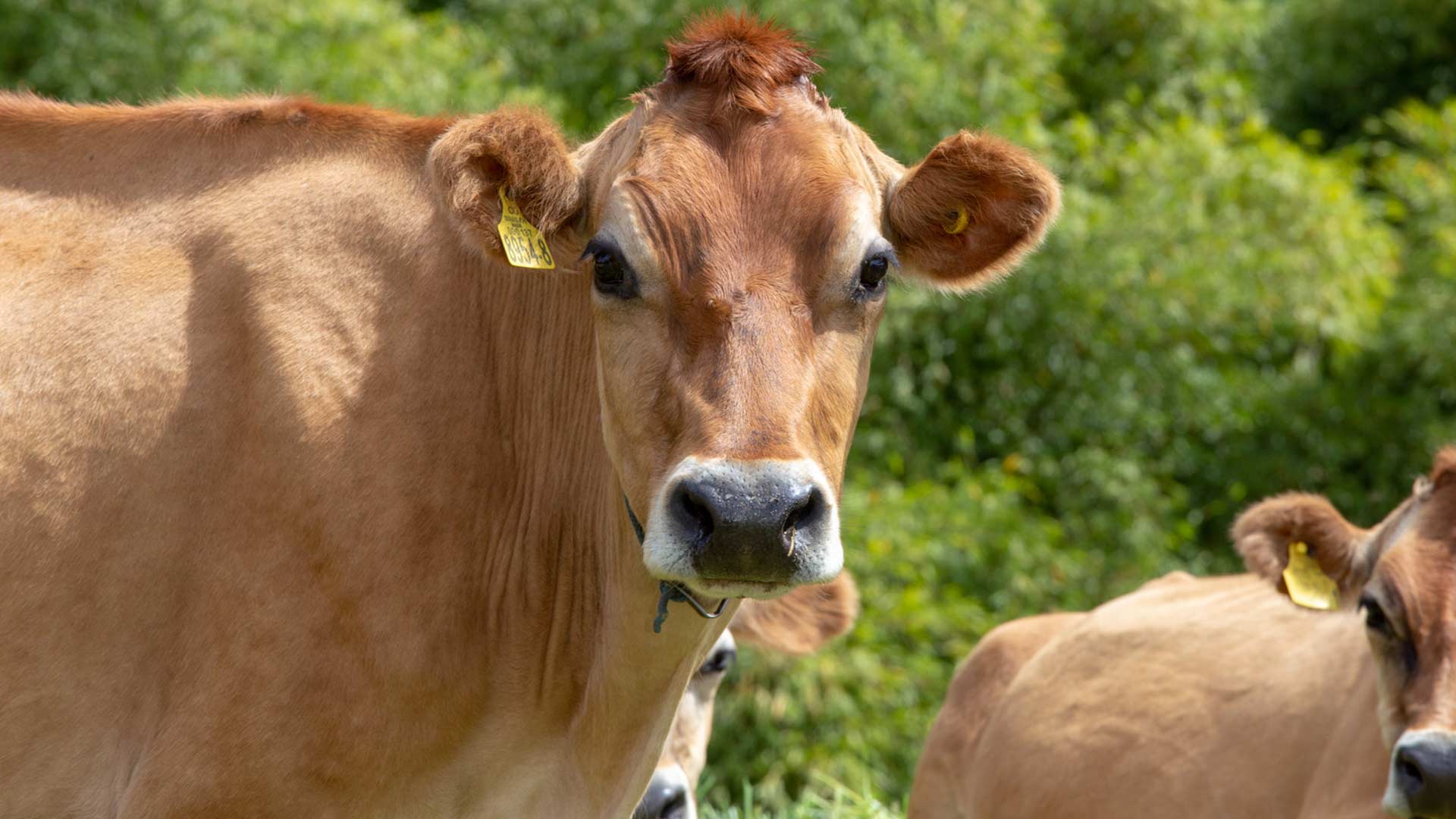 Alimenta tus vacas con Contegral