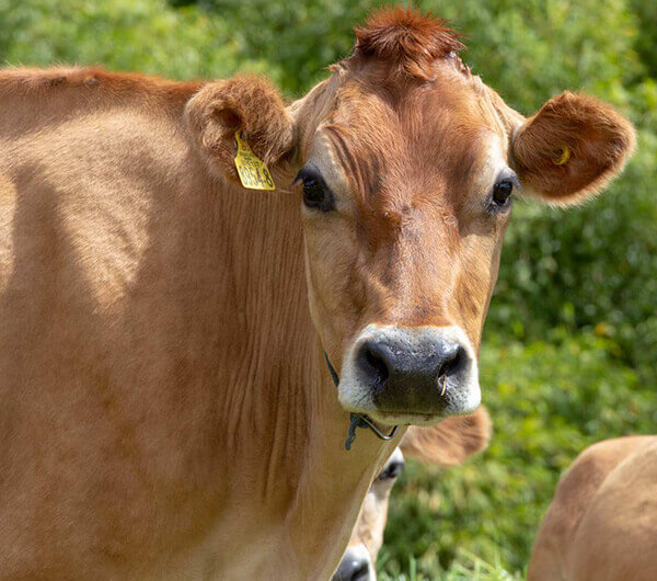 Alimenta tus vacas con Contegral