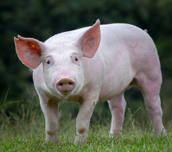 Cerdos nutritivos y saludables
