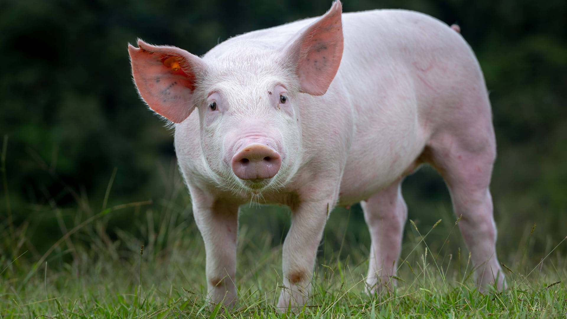 Cerdos nutritivos y saludables