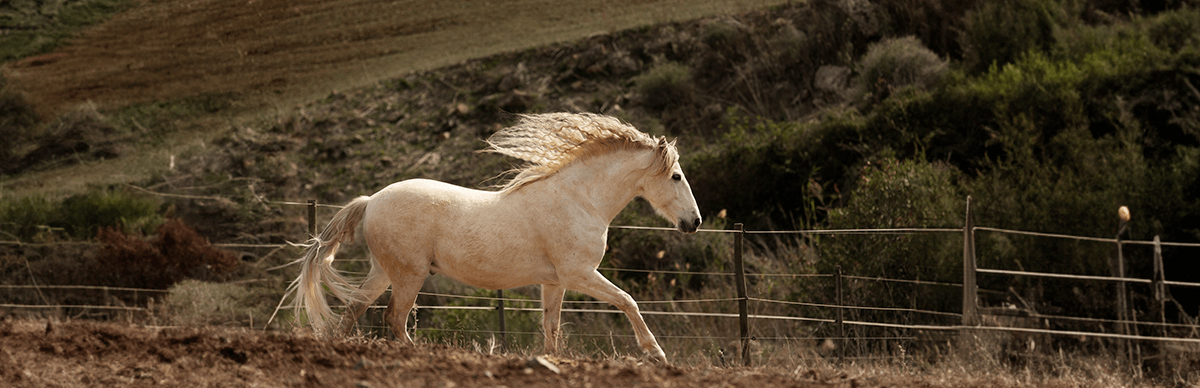 benner_interno_percheron.png benner_interno_percheron.png