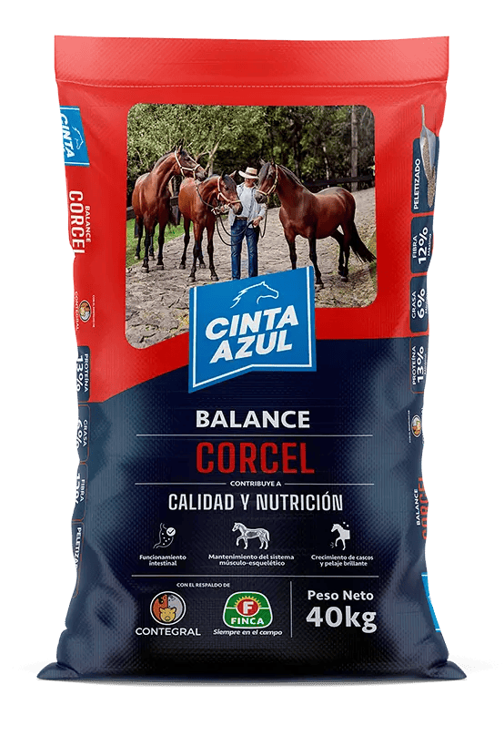 Cinta Azul Corcel Adultos