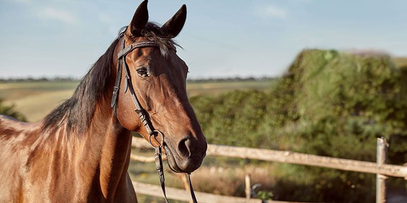 Colombia es el noveno país con más caballos en el mundo 
