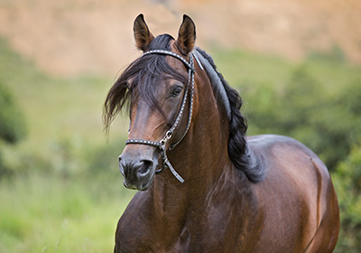 imagen-coplemento-Cuidados-básicos-para-el-bienestar-de-los-caballos-1-1.jpg imagen-coplemento-Cuidados-básicos-para-el-bienestar-de-los-caballos-1-1.jpg