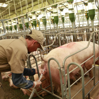 inseminación-min-1.jpg