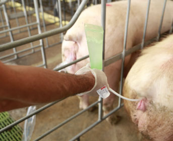 inseminación-min-2.jpg