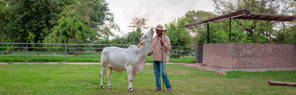 Tips de manejo para una ganadería sostenible