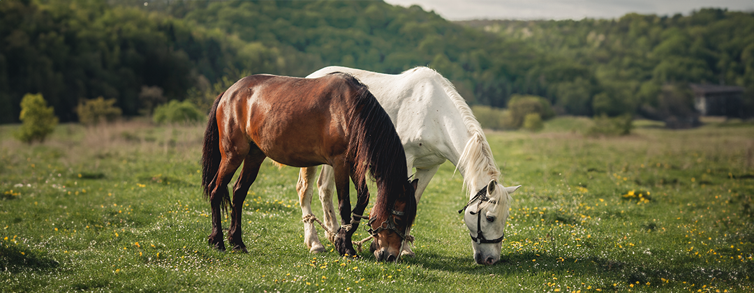 medio_horizontal-1.png medio_horizontal-1.png