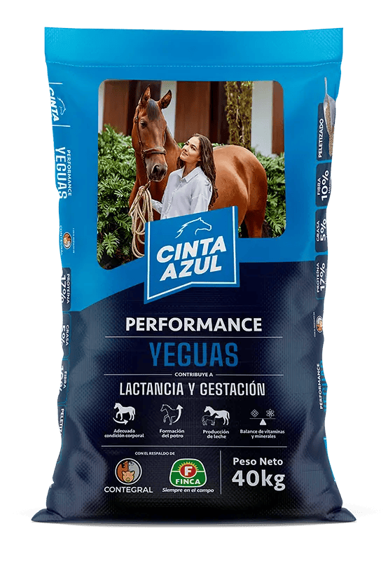 Cinta azul yeguas