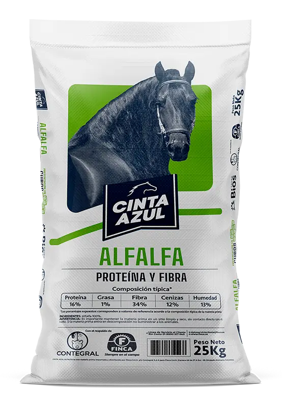 Alfalfa