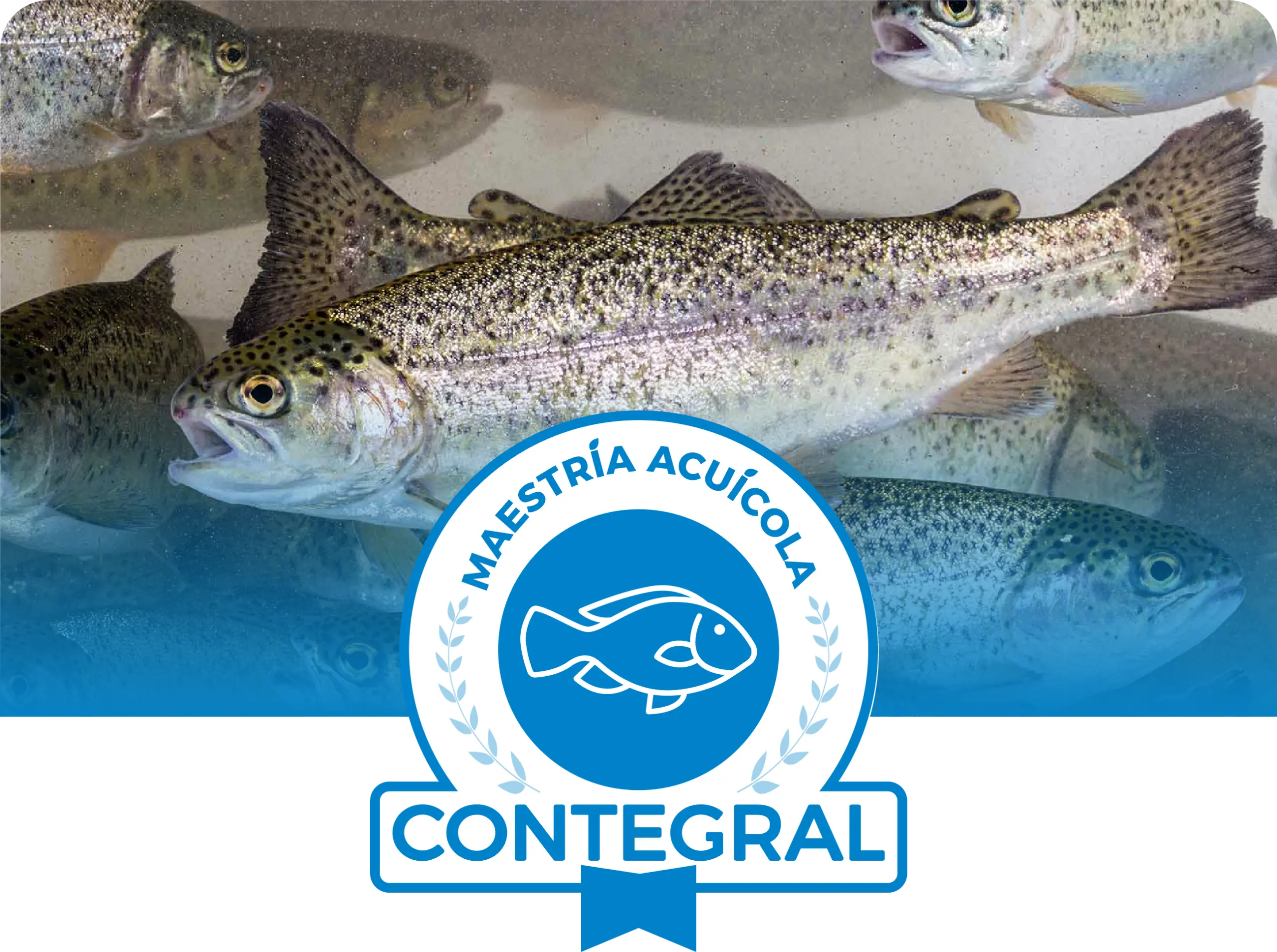 acuicola