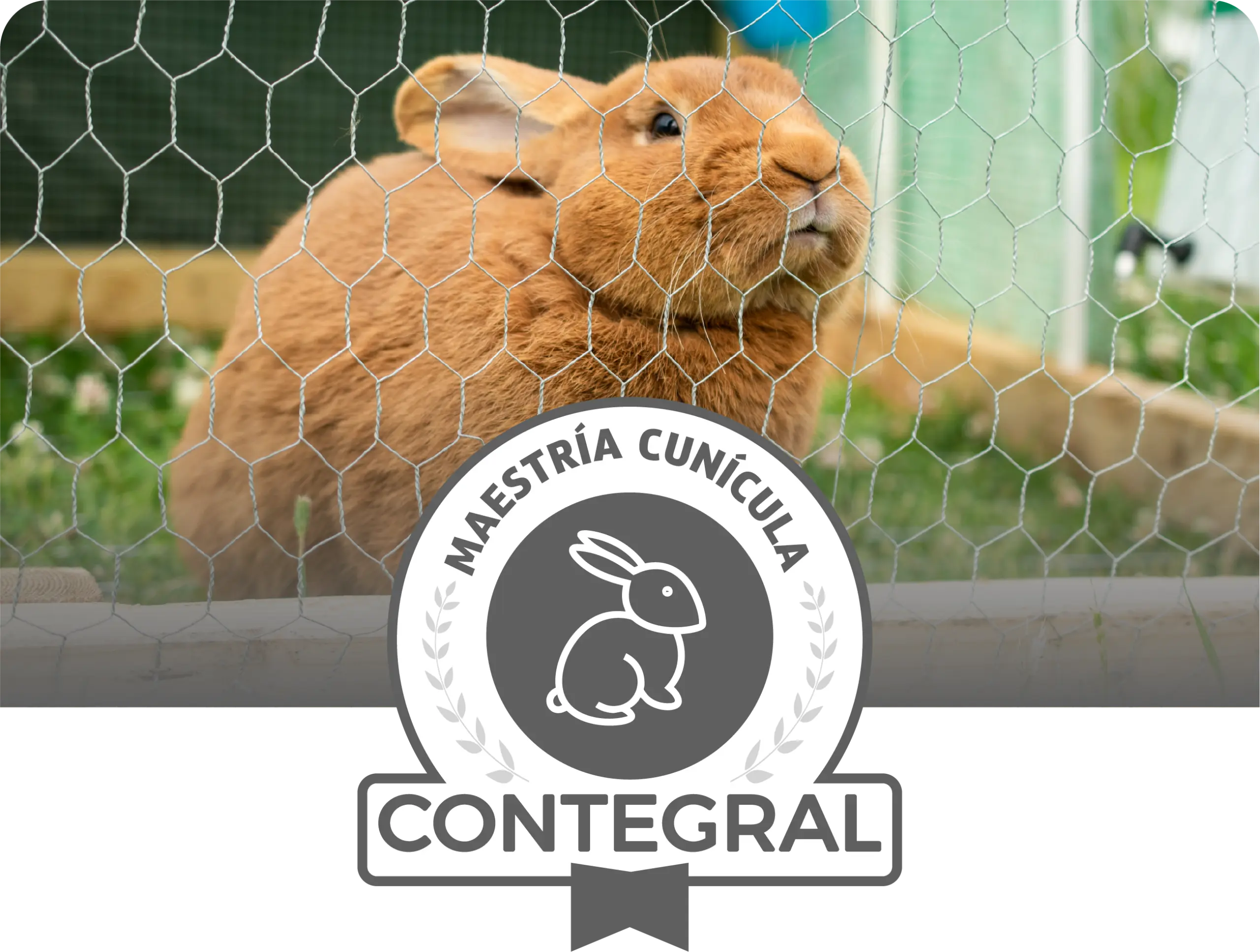 cunicola-res