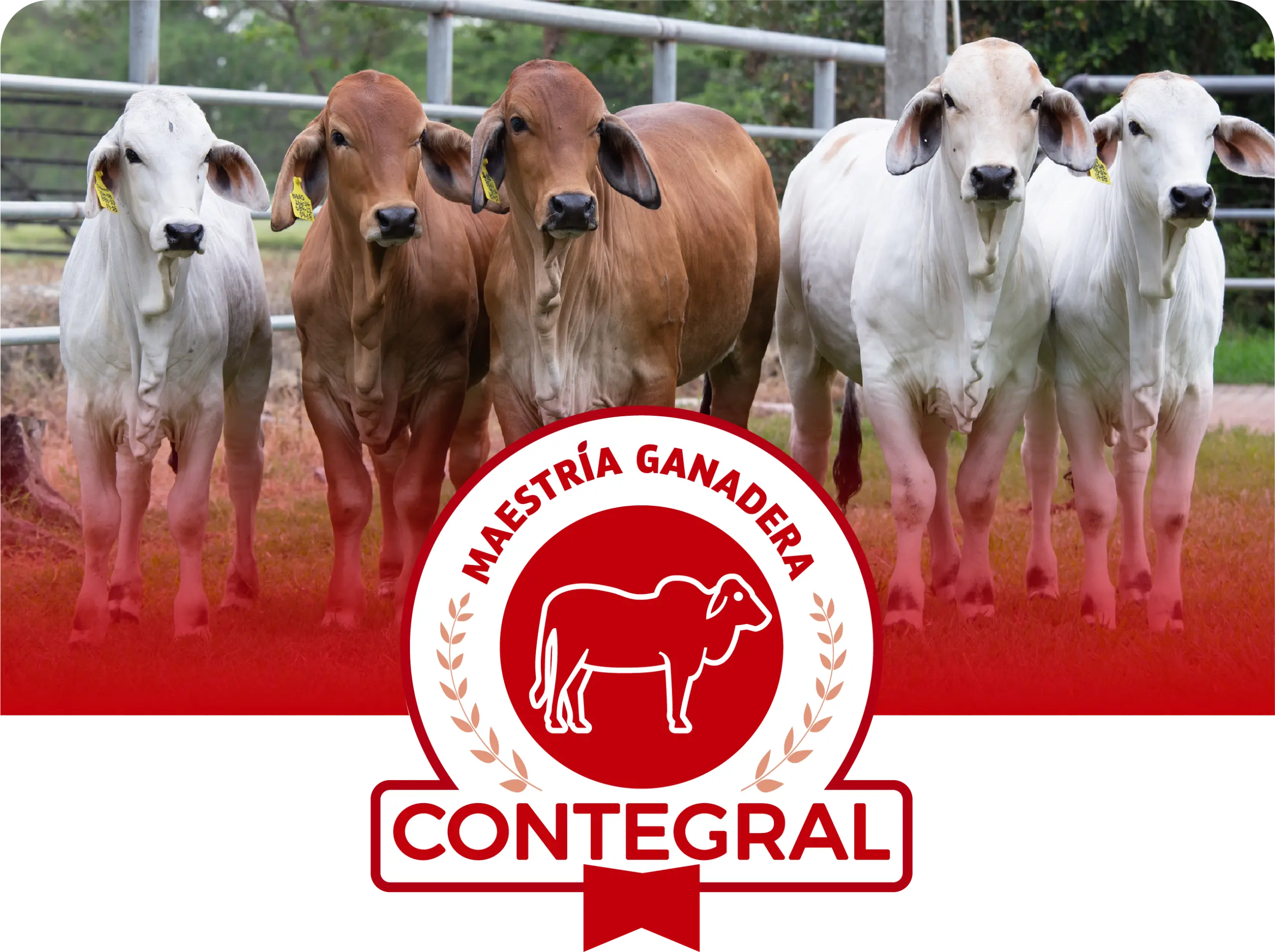 ganaderia