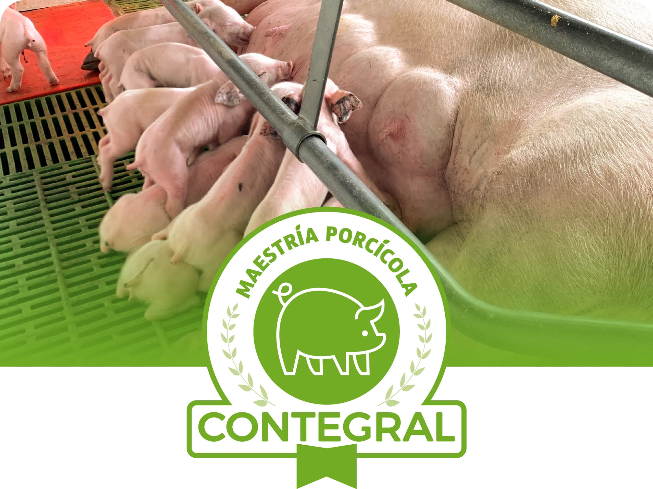 porcicola